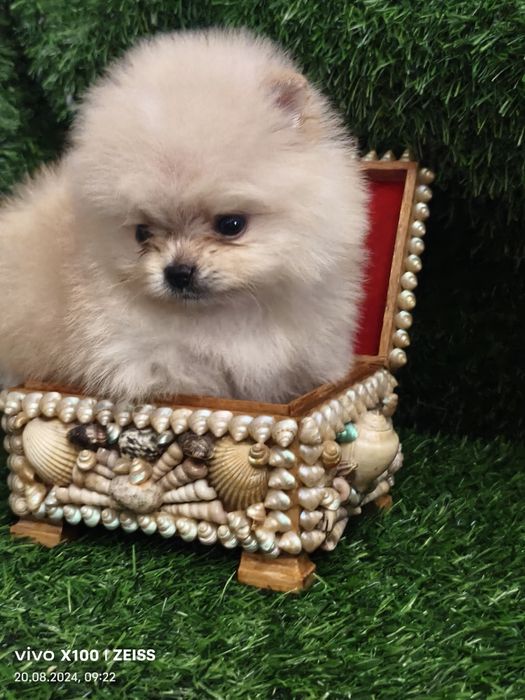 Продам щенка шпица.