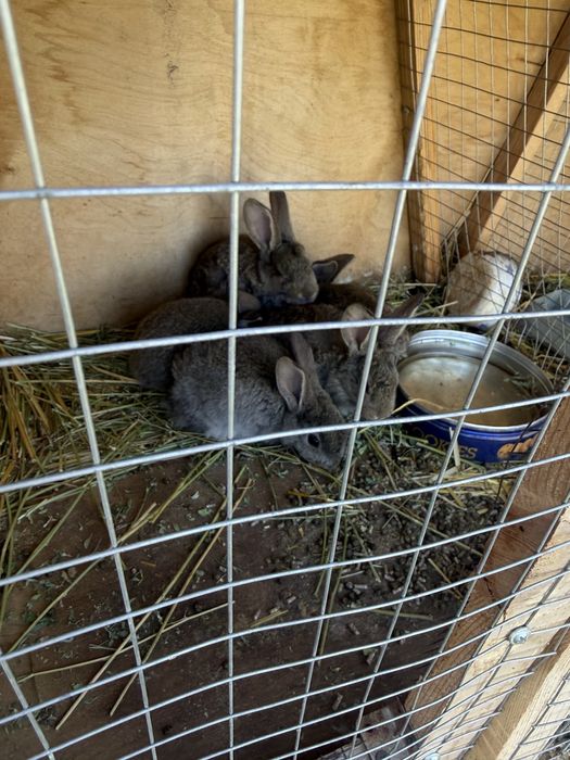 Продаются кролики