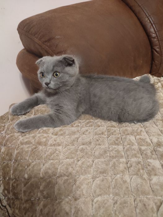 Котёнок шотландка