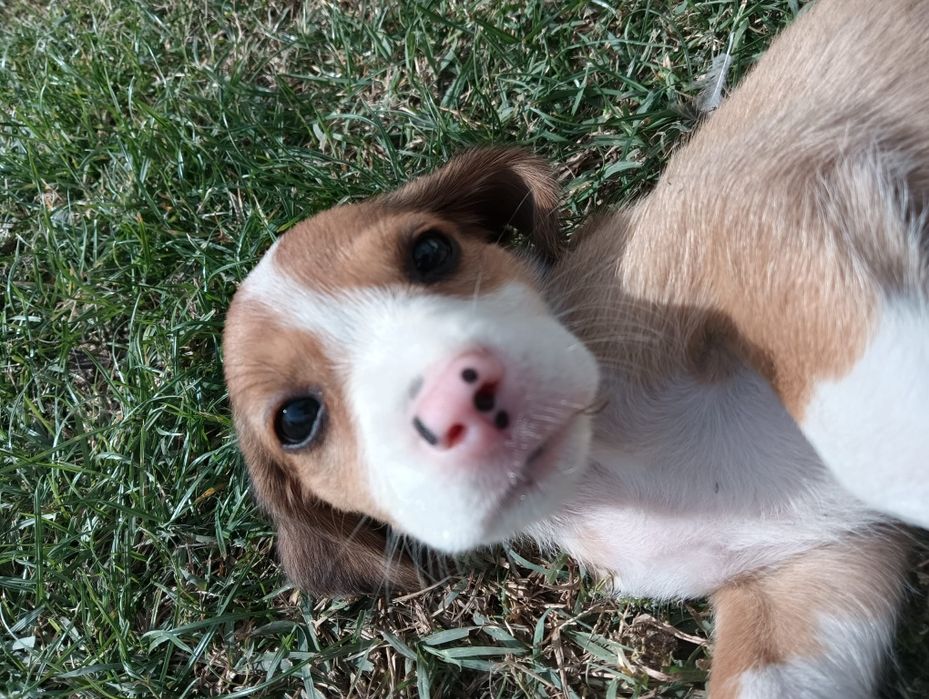 Catelusa rasa beagle