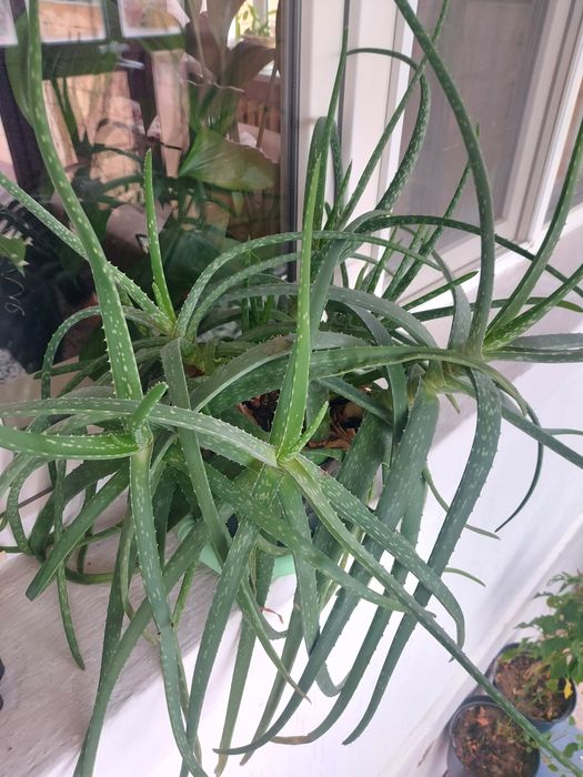 Лечебное алое, 10 лет