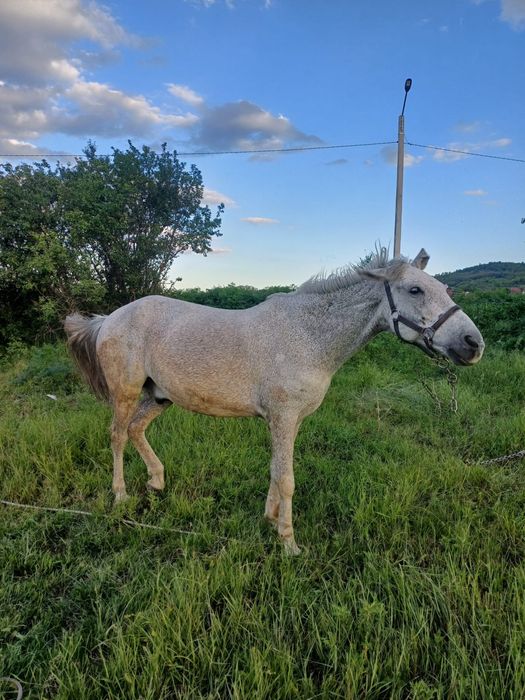 Disponibil de vanzare este castrat