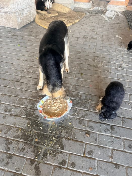 Продаю  сдаю хорошие шенки