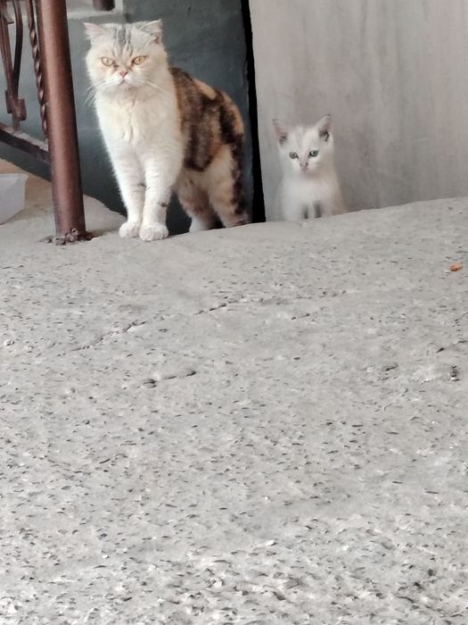 Shinshilla mushuk sotiladi 1 marta tuqqan