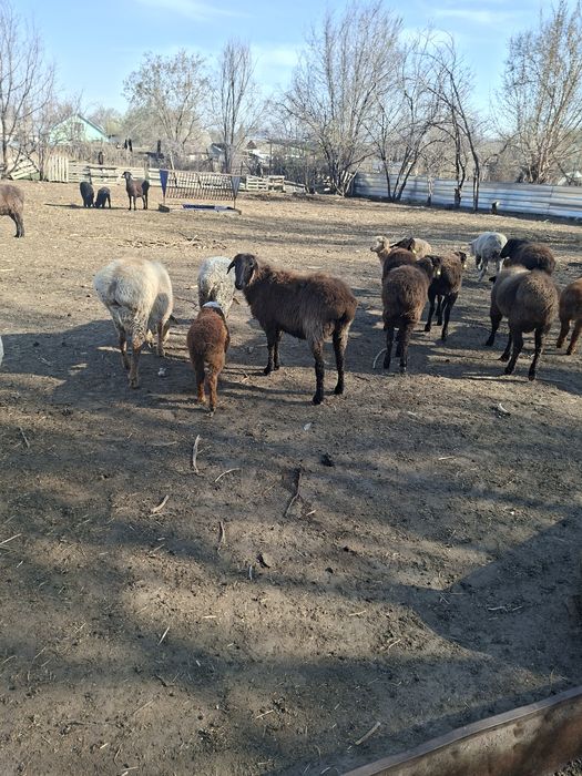 Овцы с ягнятами.