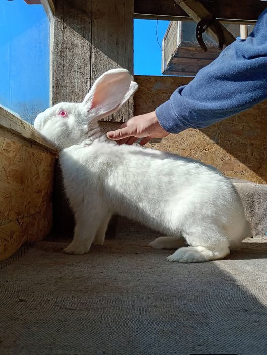 Uriaș German mascul