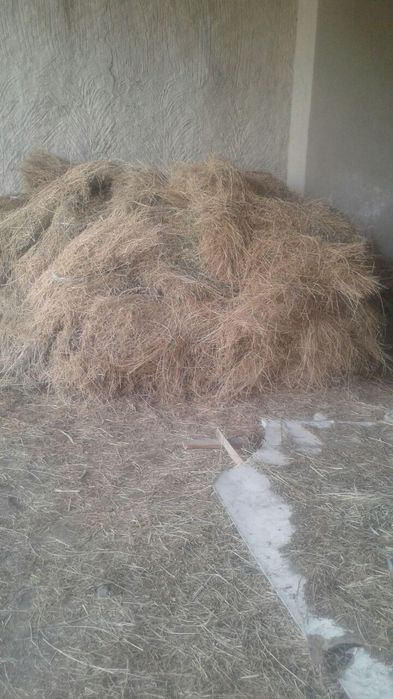 Beda sotiladi Buxoro