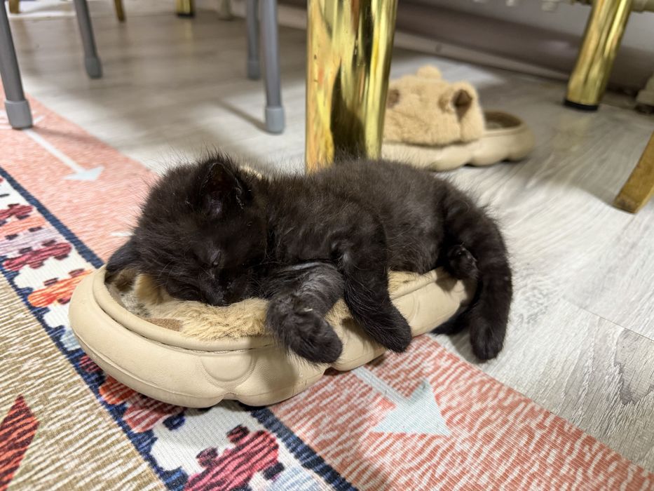 Котята ( кошки) животные