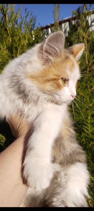 В добрый руки кошечка