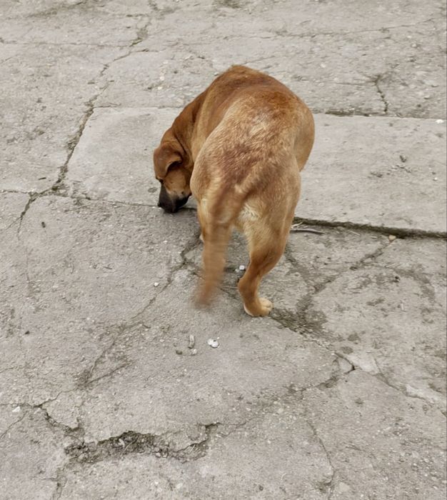 Donez cățel – metis Labrador + Amstaff