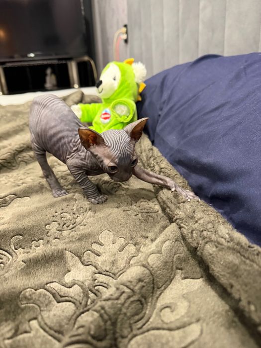 Шикарный мальчик сфинкс канадский