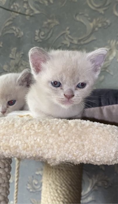 Бурманская кошка