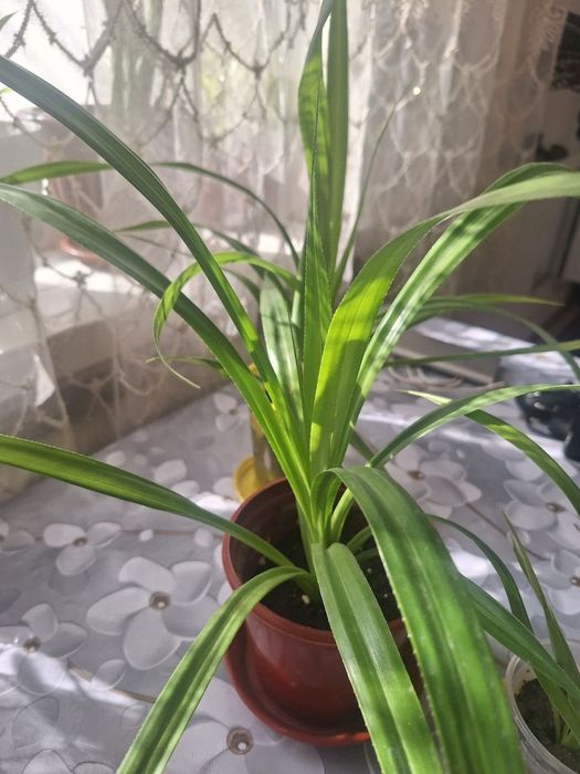 Продаются комнатные растения