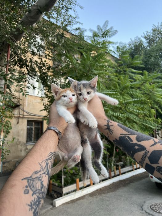 Котята  в добрые руки