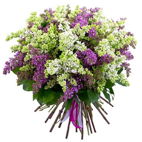 Букеты сирени свежие
