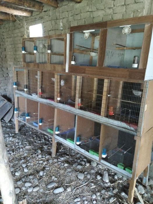 Кафаслар куш учун