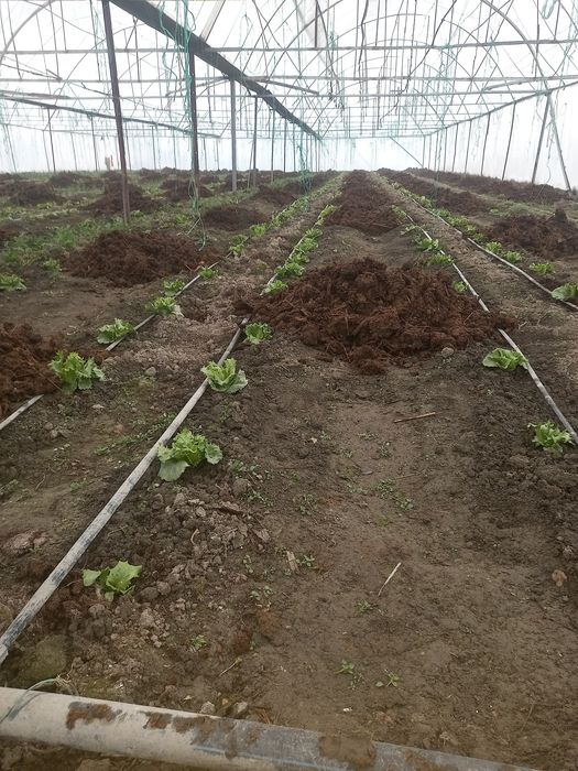 Юлни ёкасида Парник бизнес сотилади  парник 55сотик келиштириб берамиз