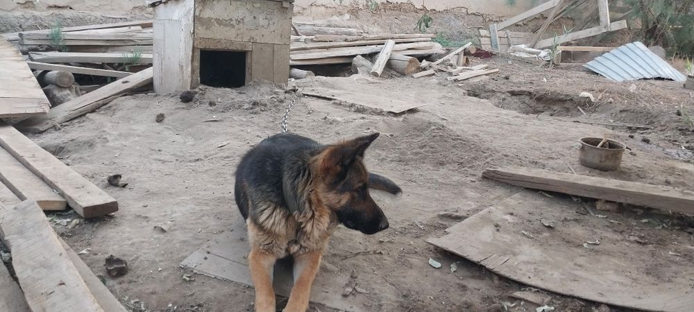 Овчарка сатылады ұрғашы