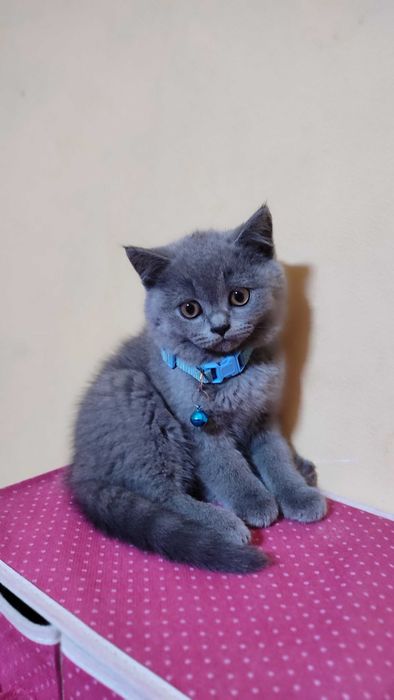 Pui British Shorthair