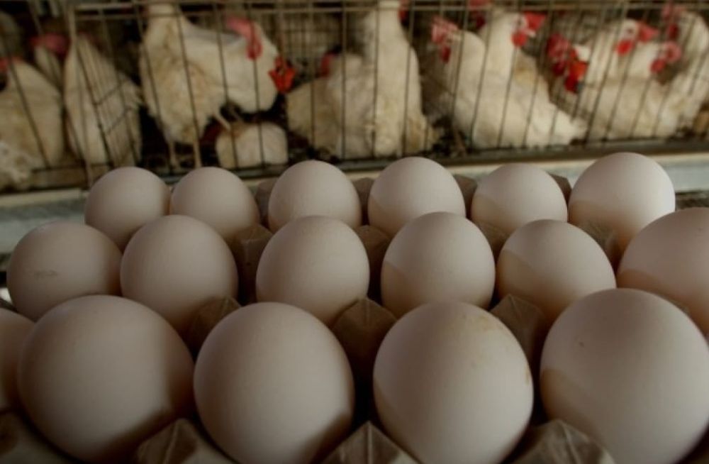 Несушки породы "Леггорн"