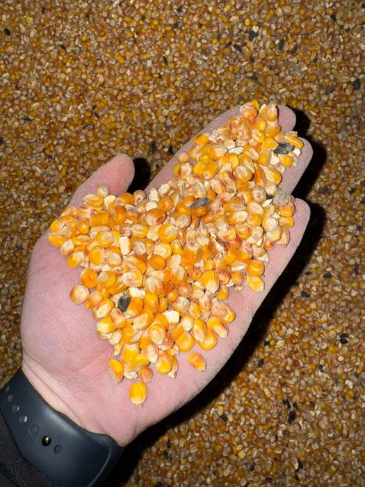 Сафлор.Платный чат! Все корма.