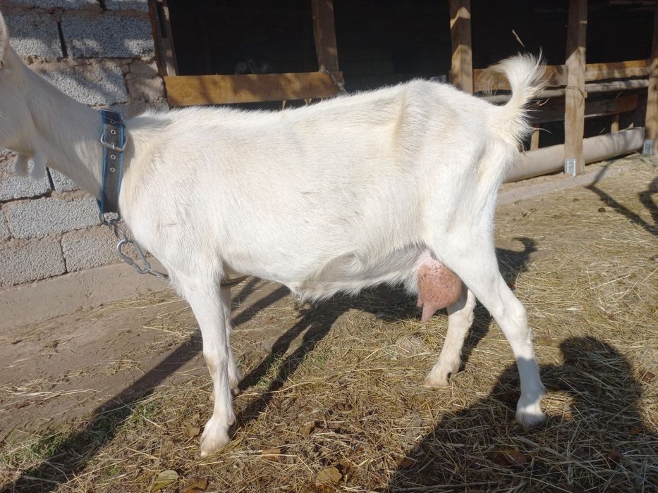 Теке занен 100 пайыз