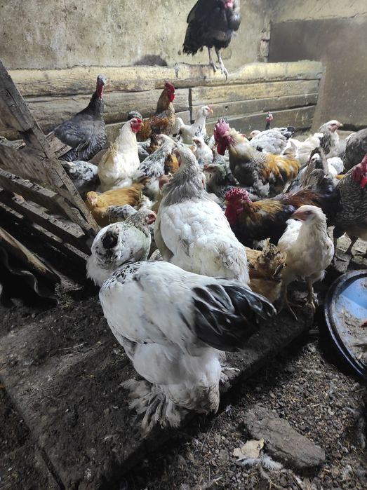 Үй тауықтарын сатам өздері басады