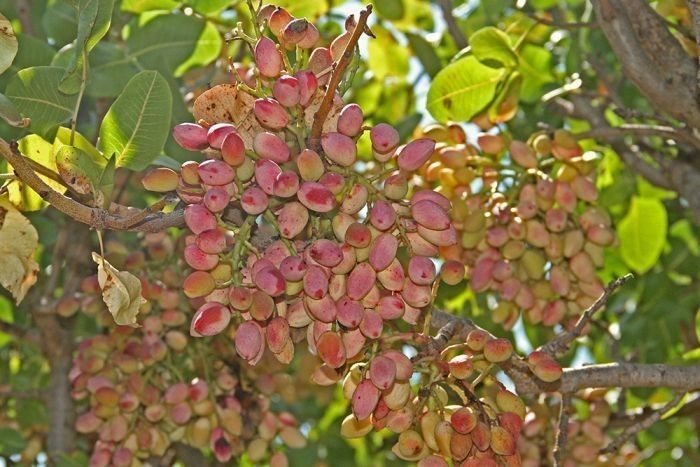 Pomi Fructiferi (FISTIC )