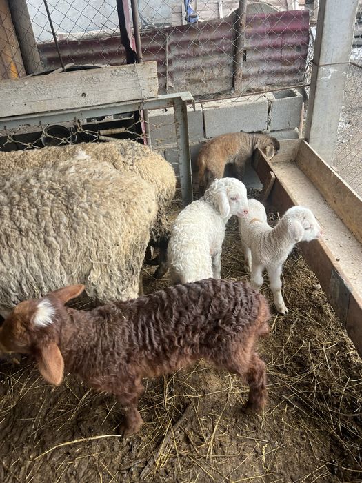 Қозылы қойлар сатылады