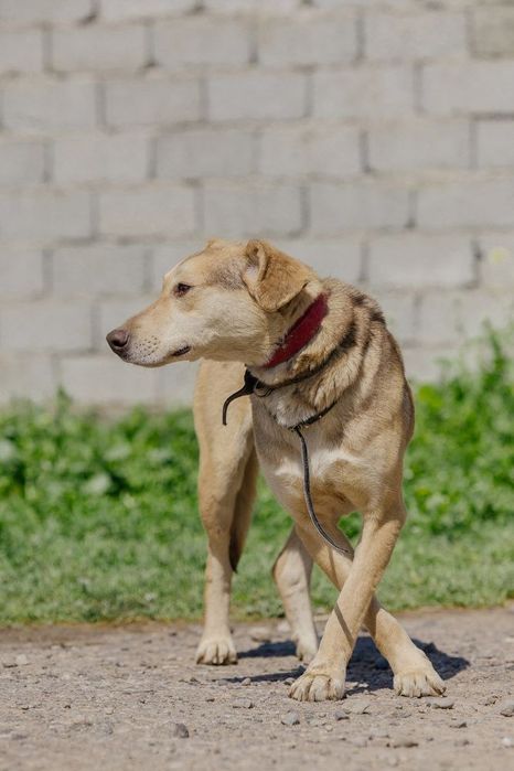 Мальчик Вертолет ищет дом!