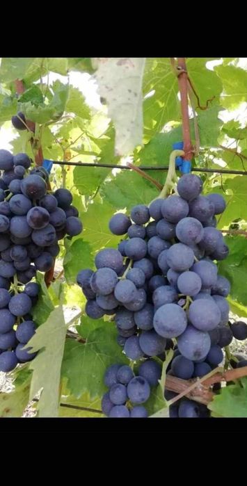 Butasi de vită de vie de anul 2 și de anul 3