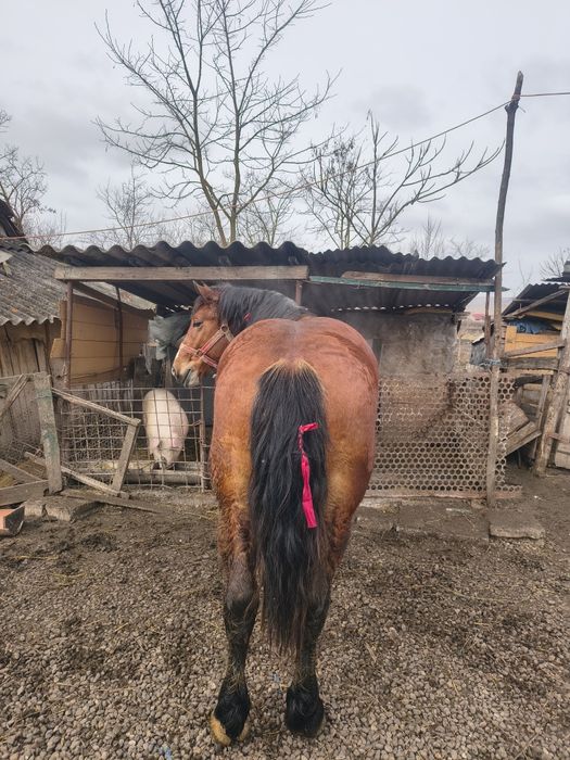 Vând mânz de un an jumate preț 2000euro