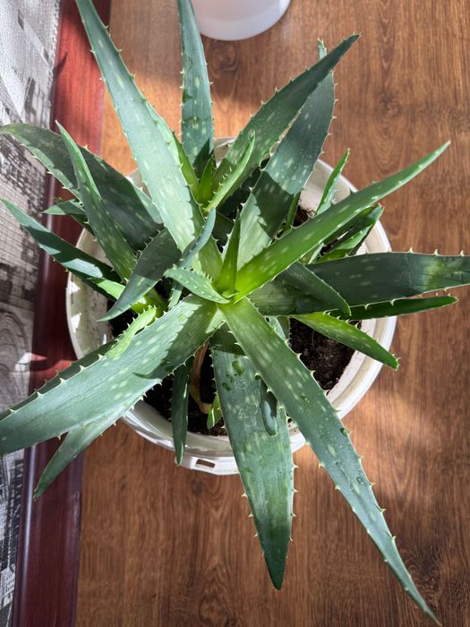 Продаю Алоэ вера