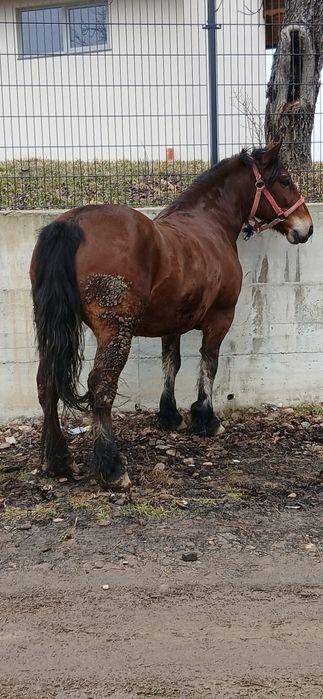 De vanzare iapa de 6 ani