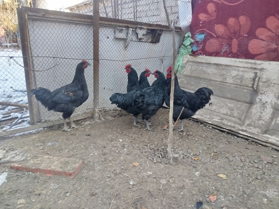 Продается петухи и курицы порода Жерси