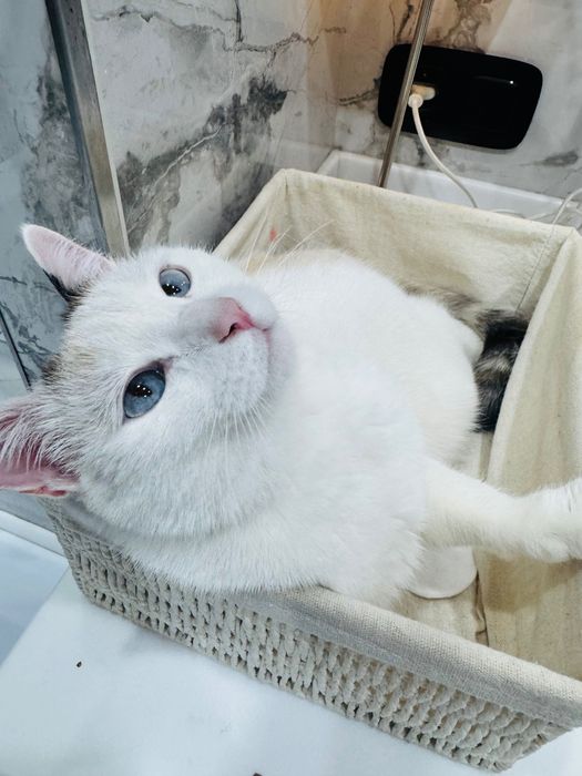 Отдам молодую кошку хорошей семье