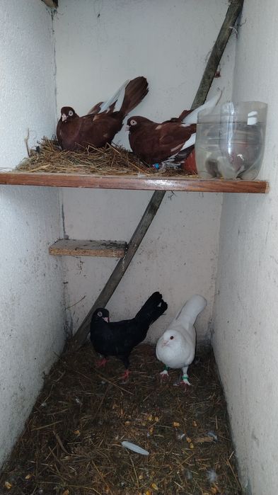 Pereche de jucători și 2 femele și un mascul de voiajori