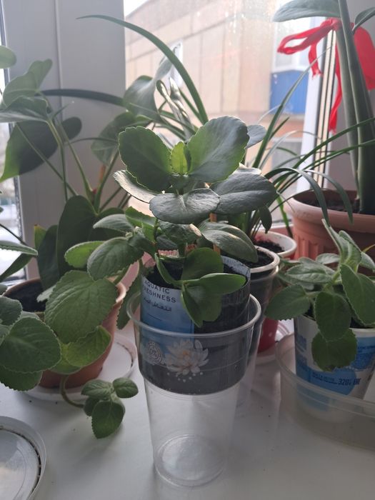 Продажа комнатных цветов