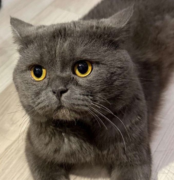 Мушук(кошка) Вязка