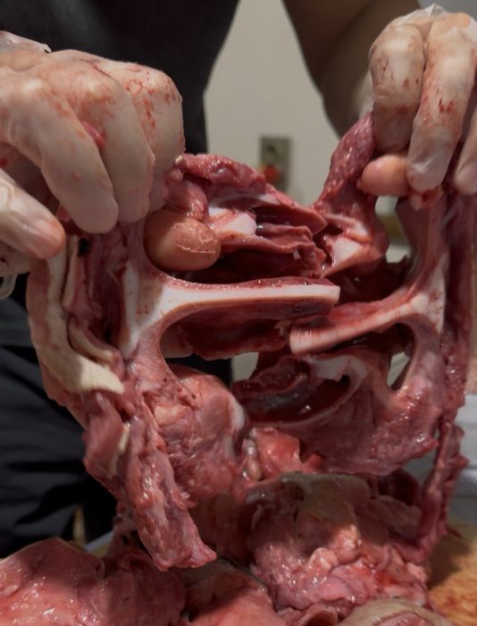 Стейк-нос для питомцев