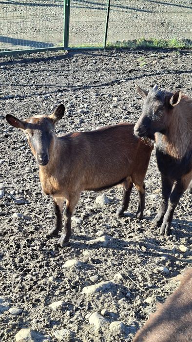 Vând capra Alpina franceză, foarte bună de lapte!