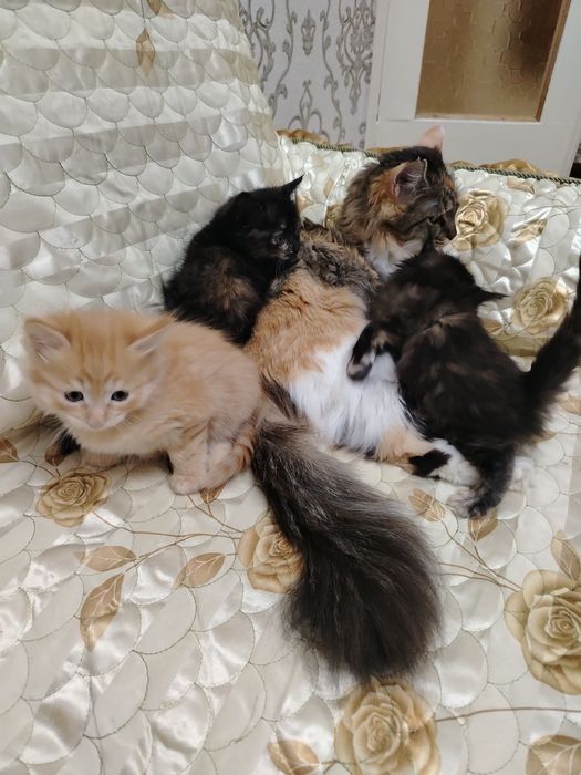 Бепул мушук болалари бор