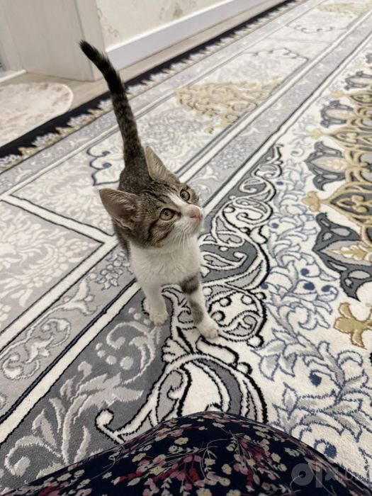 Отдам котенка в хорошие руки