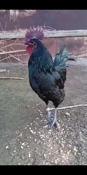 Ухейилюй хурози сотилади!