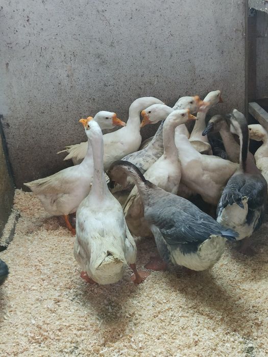 Vând 12 Gâște din care 10 bucăți din 2025 și 2 bucăți din 2024.