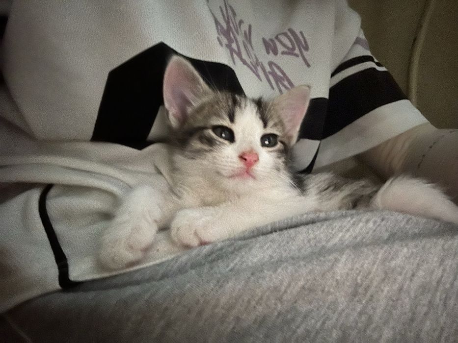 Котенок мальчик