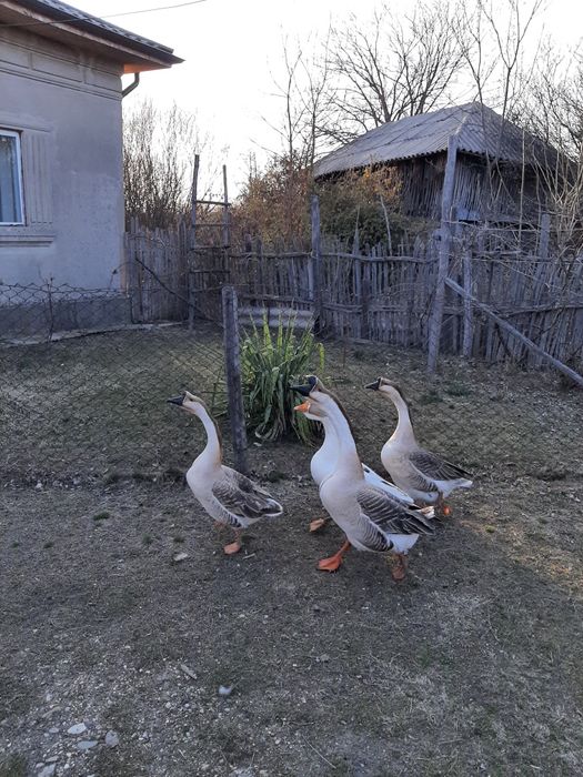 Vând gâște leșești chinezești originale