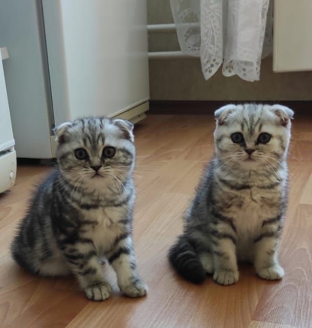 Чистокровные шотландские котята Скоттиш-фолд и Скоттиш-страйт