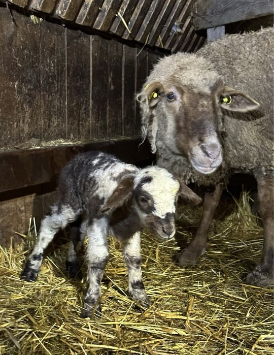 Miei din doi  de cateva zile