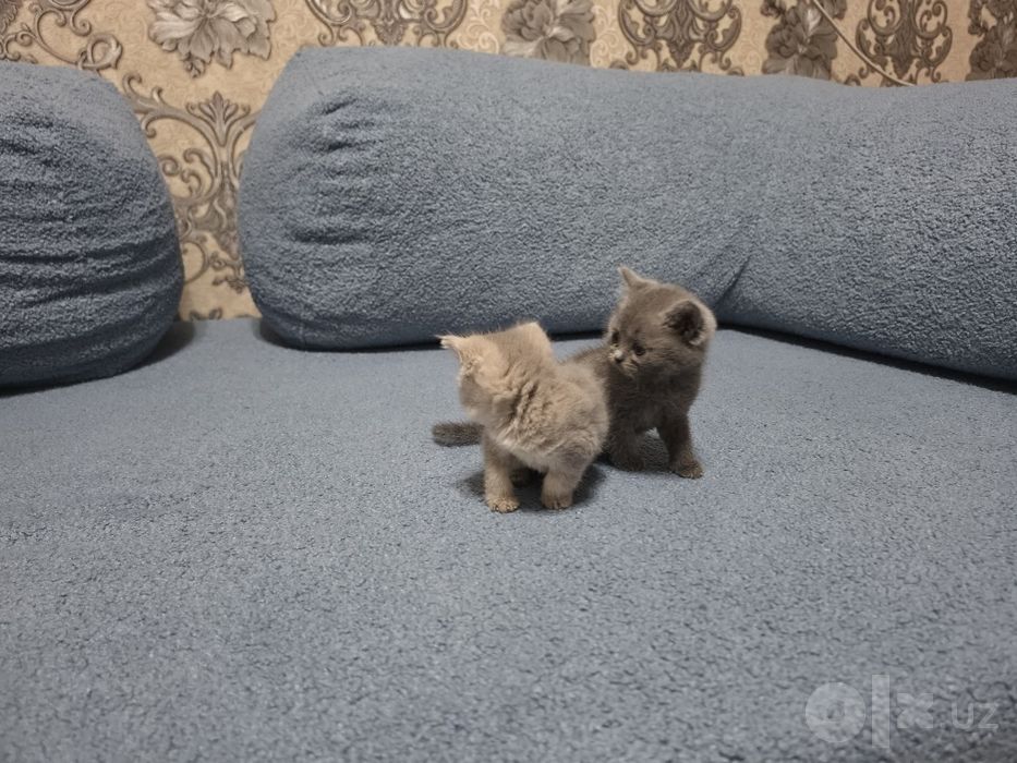 Мушукчалар тозза  зот